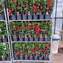 Bild von Kp17 Sundaville Rek Red